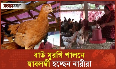 বাউ মুরগি পালনে স্বাবলম্বী হচ্ছেন নারীরা